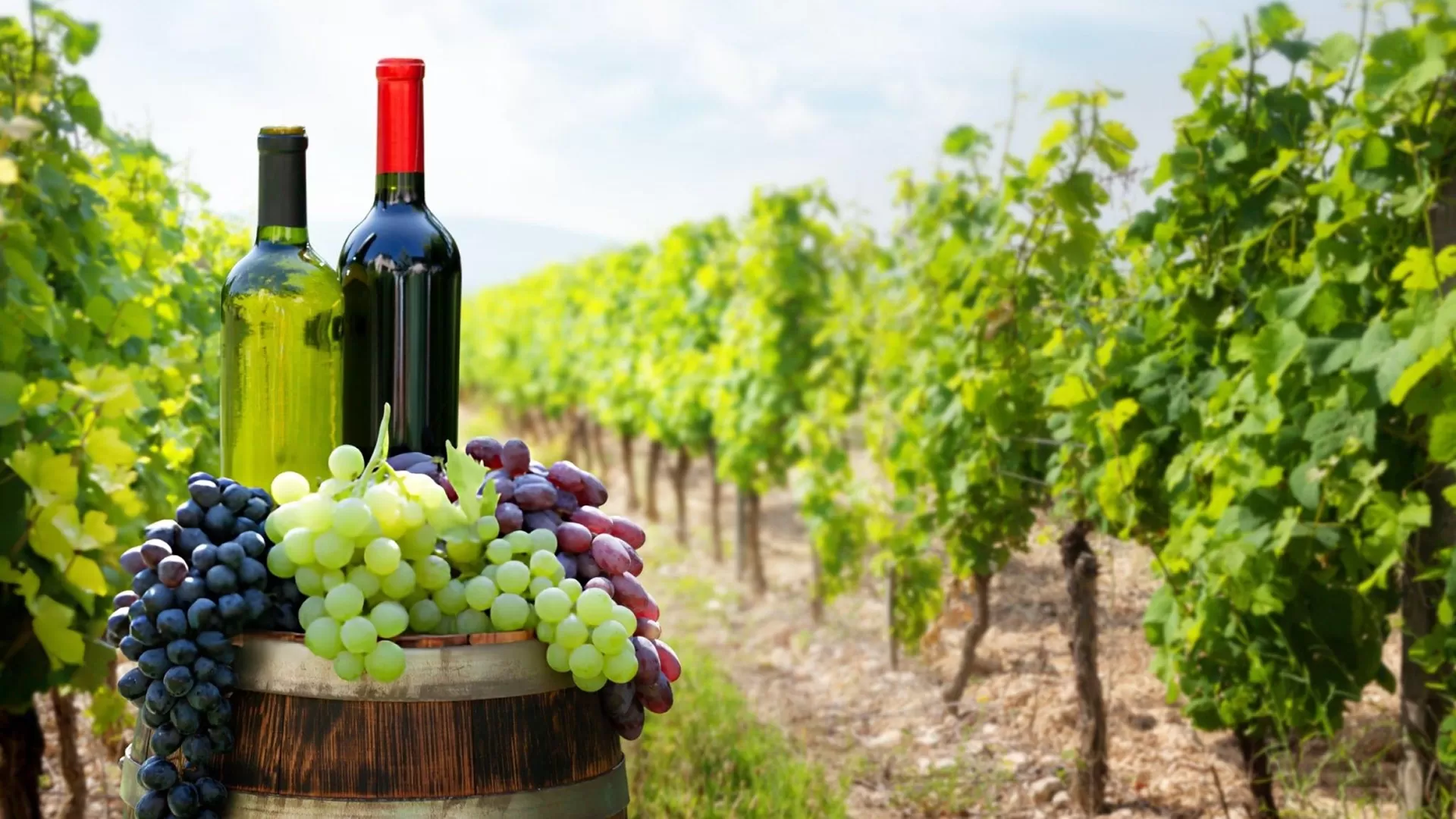 Tại sao chọn JAPAUS GOURMET?